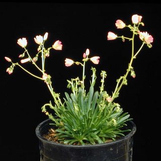 Lewisia columbiana v. rupicola